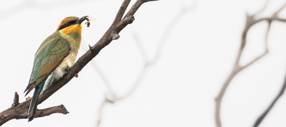 Rainbow Bee-eater - Ben Milbourne