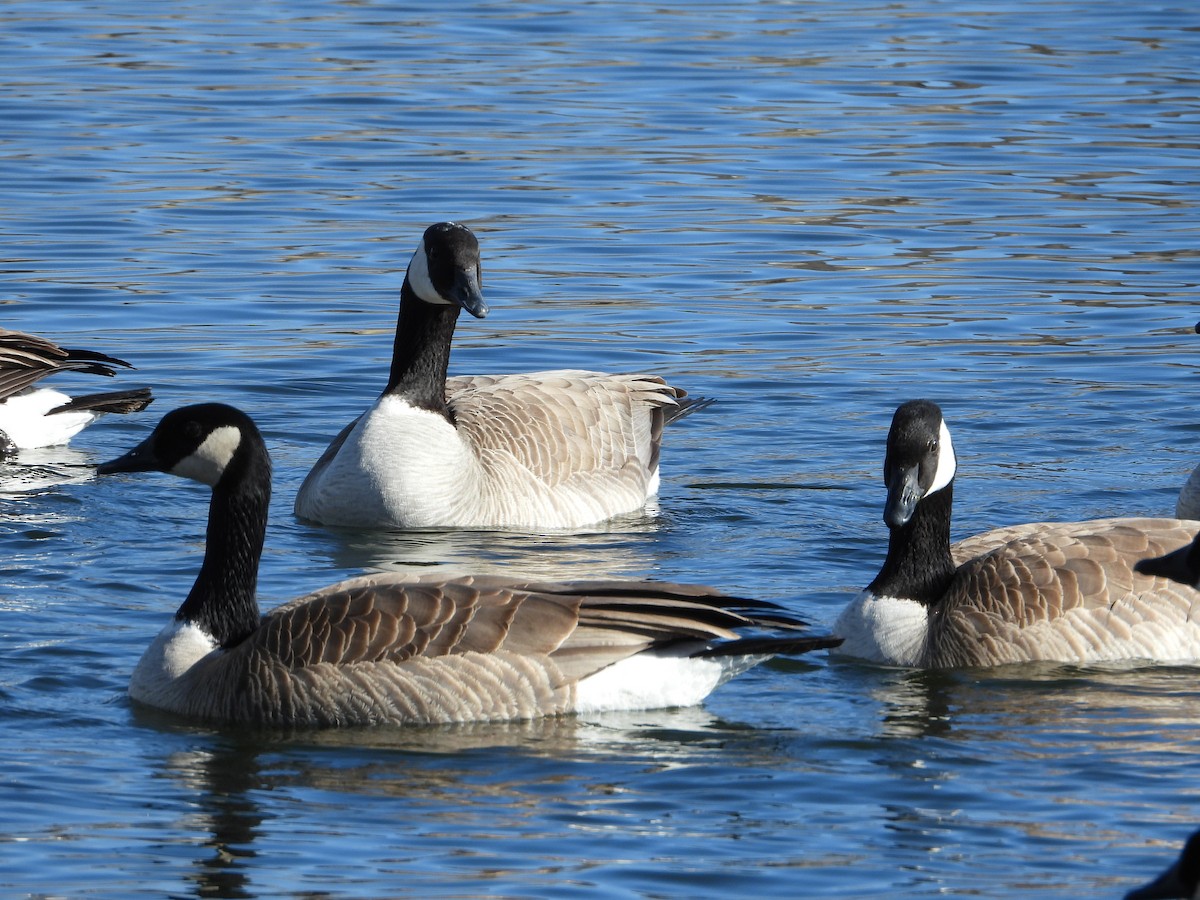 Canada Goose - ML615489106