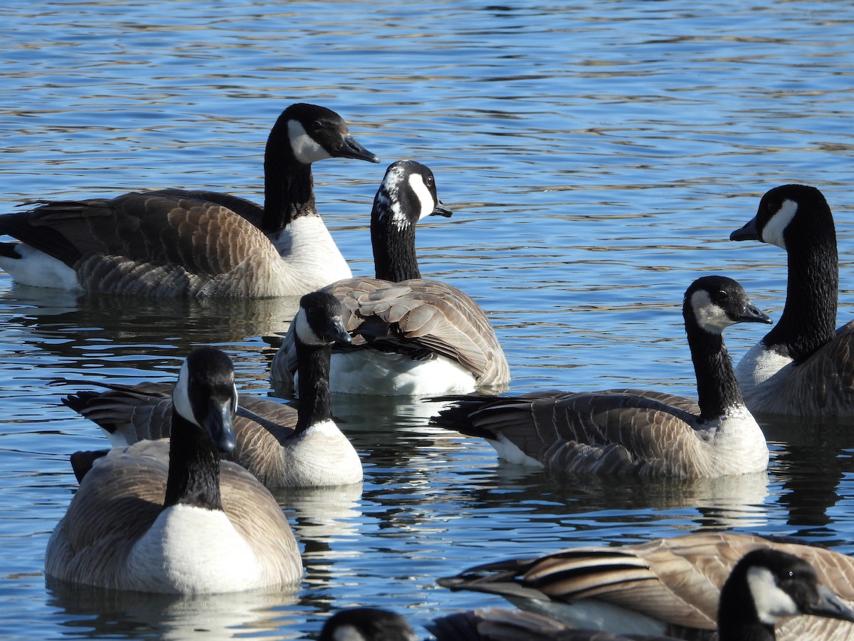 Canada Goose - ML615489107