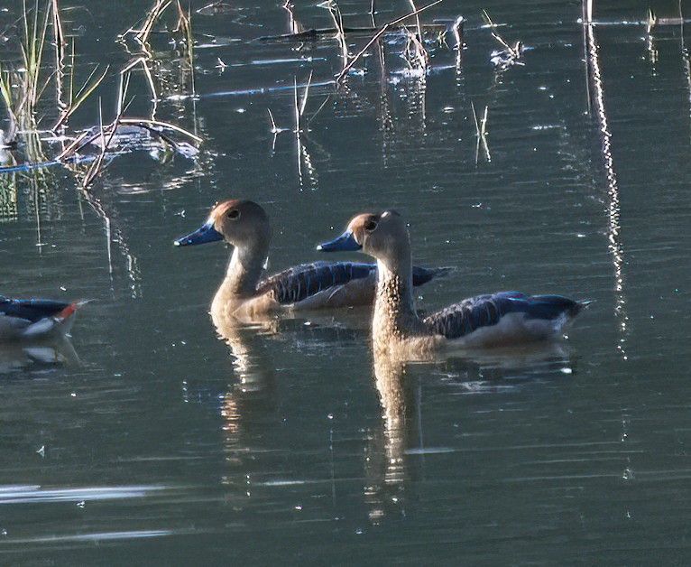 Lesser Whistling-Duck - ML615489108