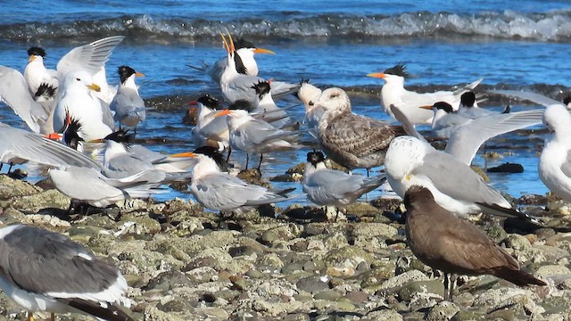 Elegant Tern - ML615489111