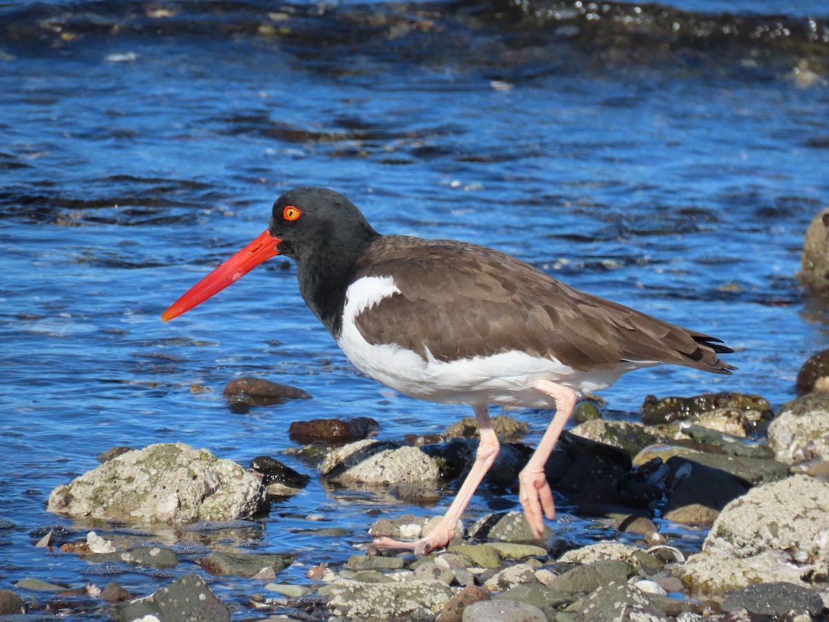 American Oystercatcher - ML615489114