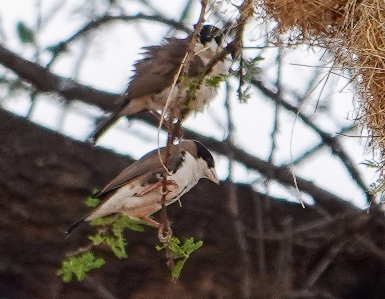 Black-capped Social-Weaver - ML615489220