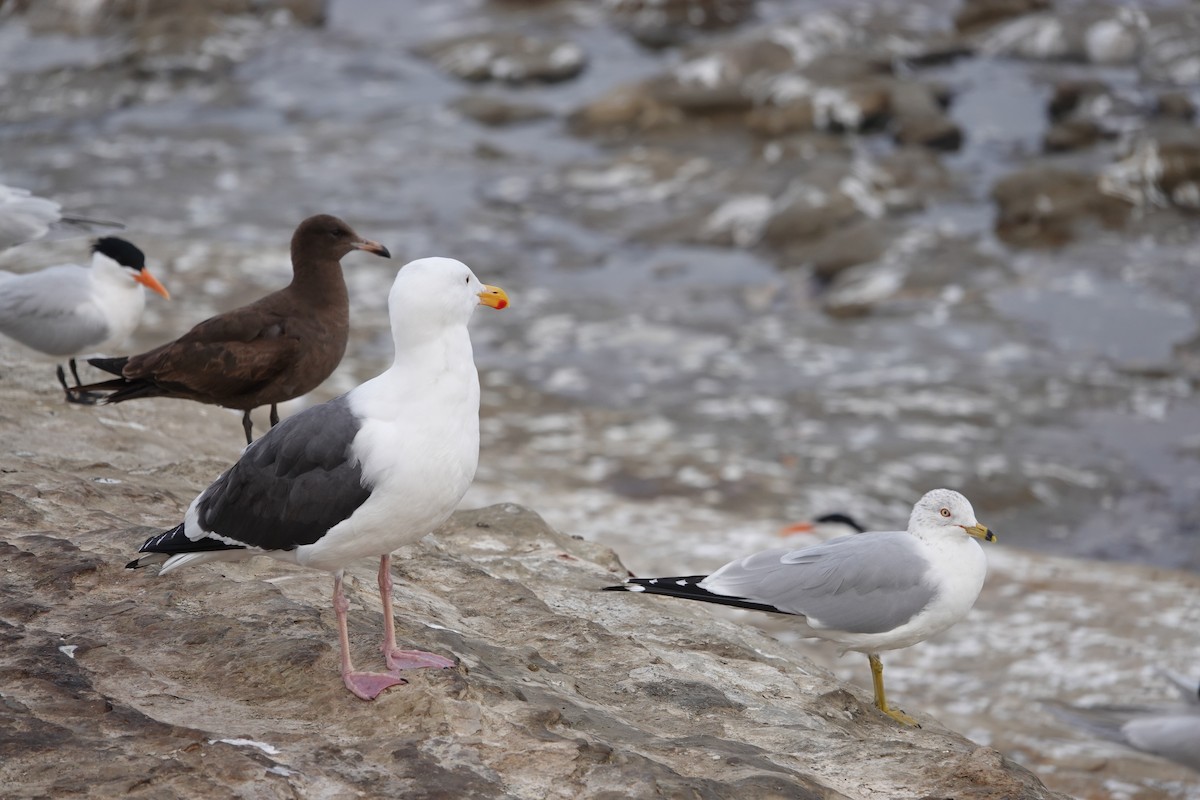 Western Gull - Jeannette Bourgoin