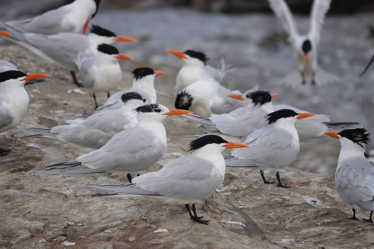 Royal Tern - Jeannette Bourgoin