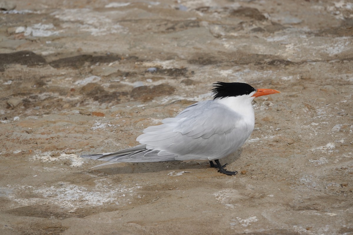 Royal Tern - Jeannette Bourgoin