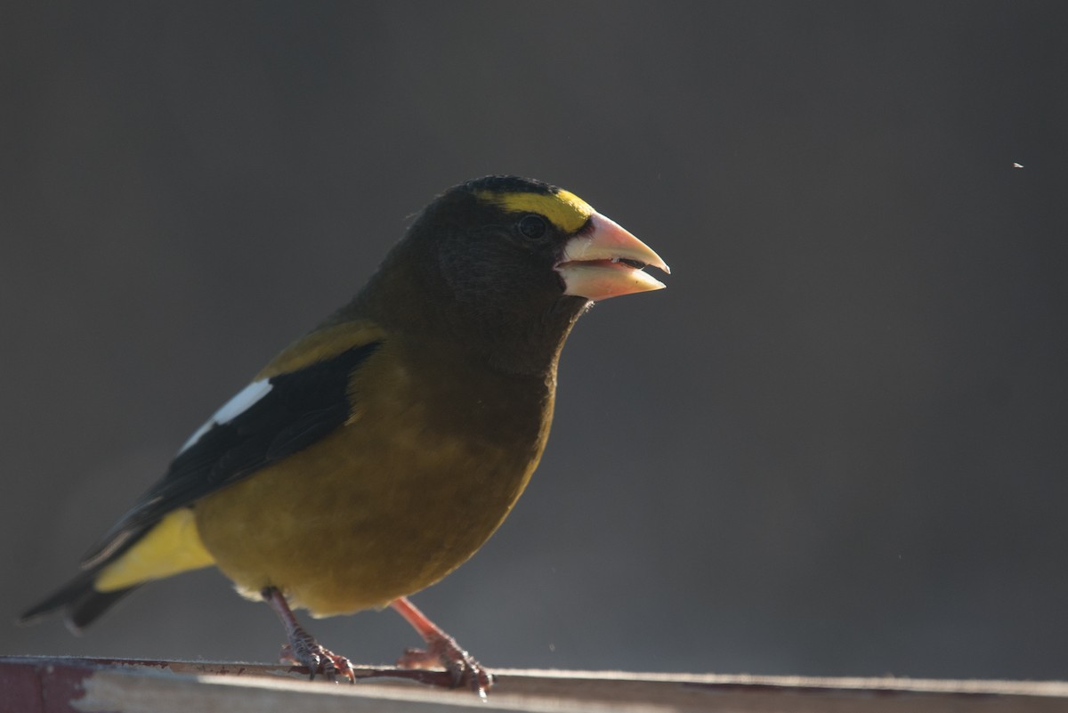 Evening Grosbeak - ML615489247