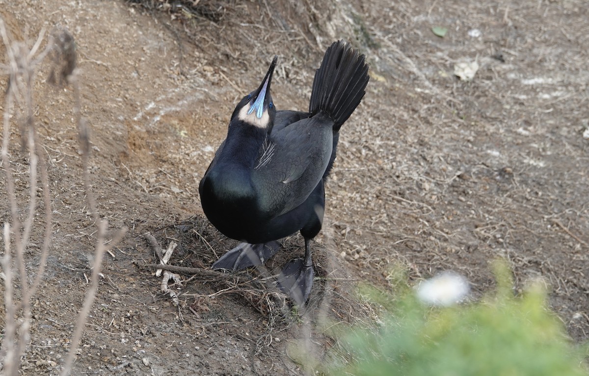 Brandt's Cormorant - Jeannette Bourgoin