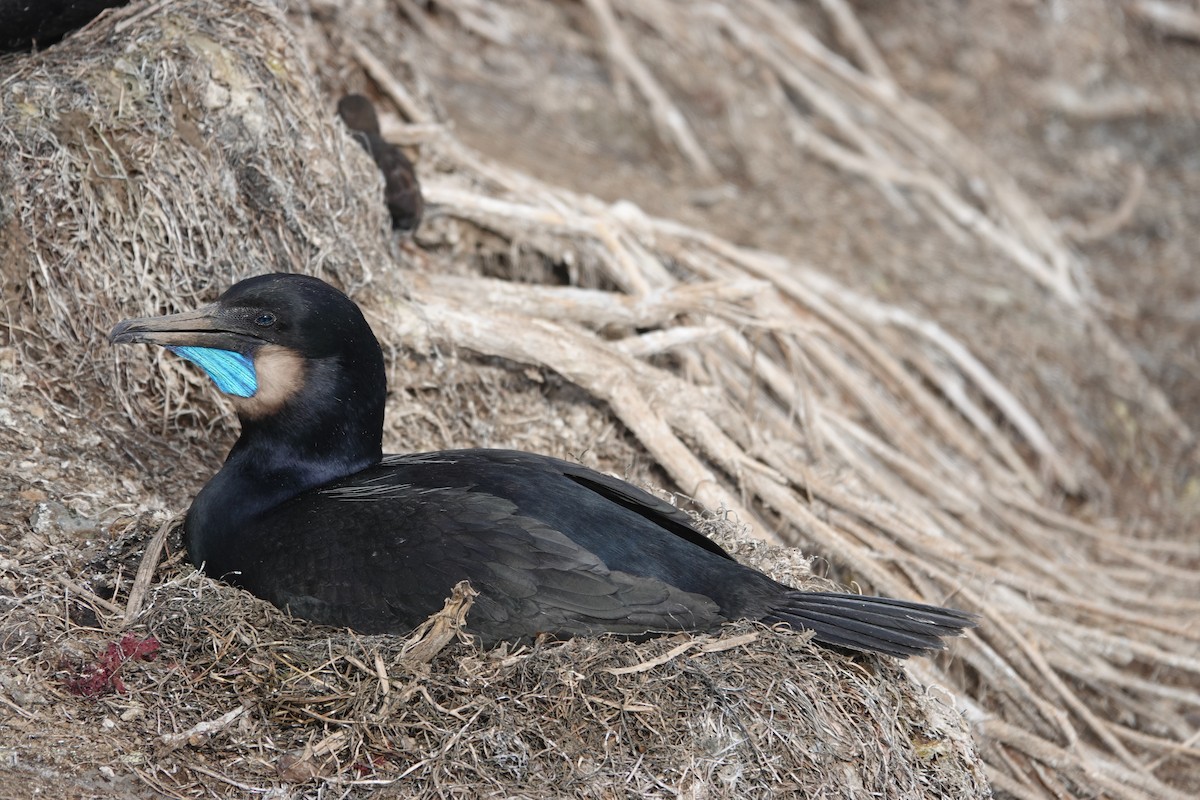 Brandt's Cormorant - Jeannette Bourgoin