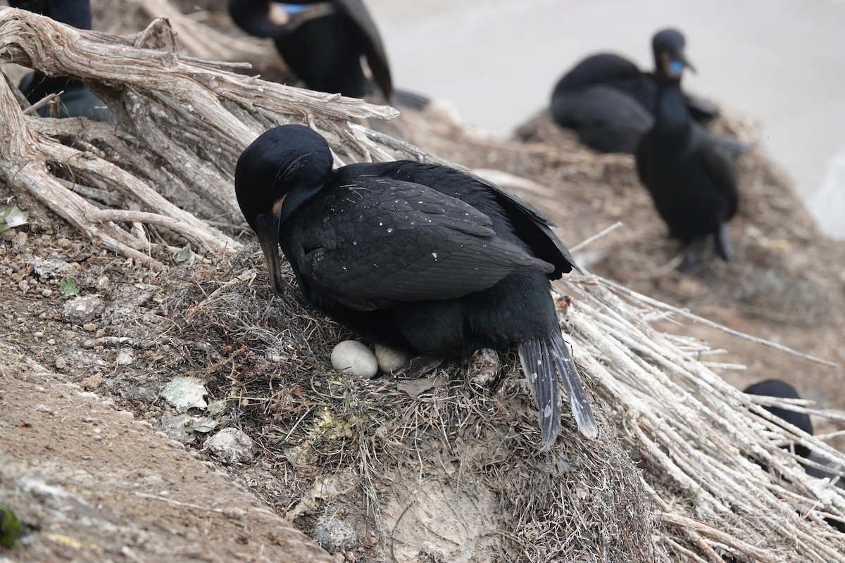 Brandt's Cormorant - Jeannette Bourgoin