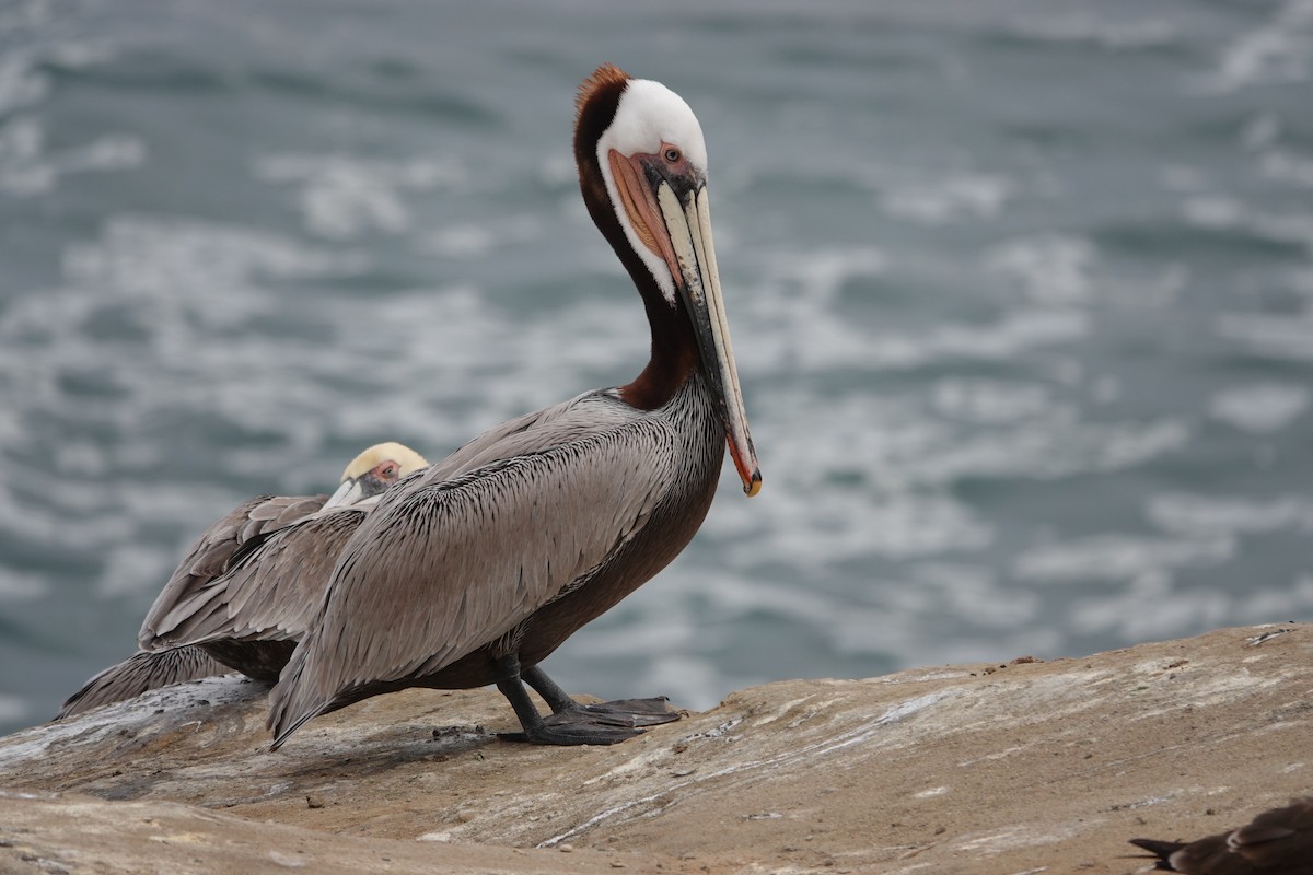 Brown Pelican - Jeannette Bourgoin