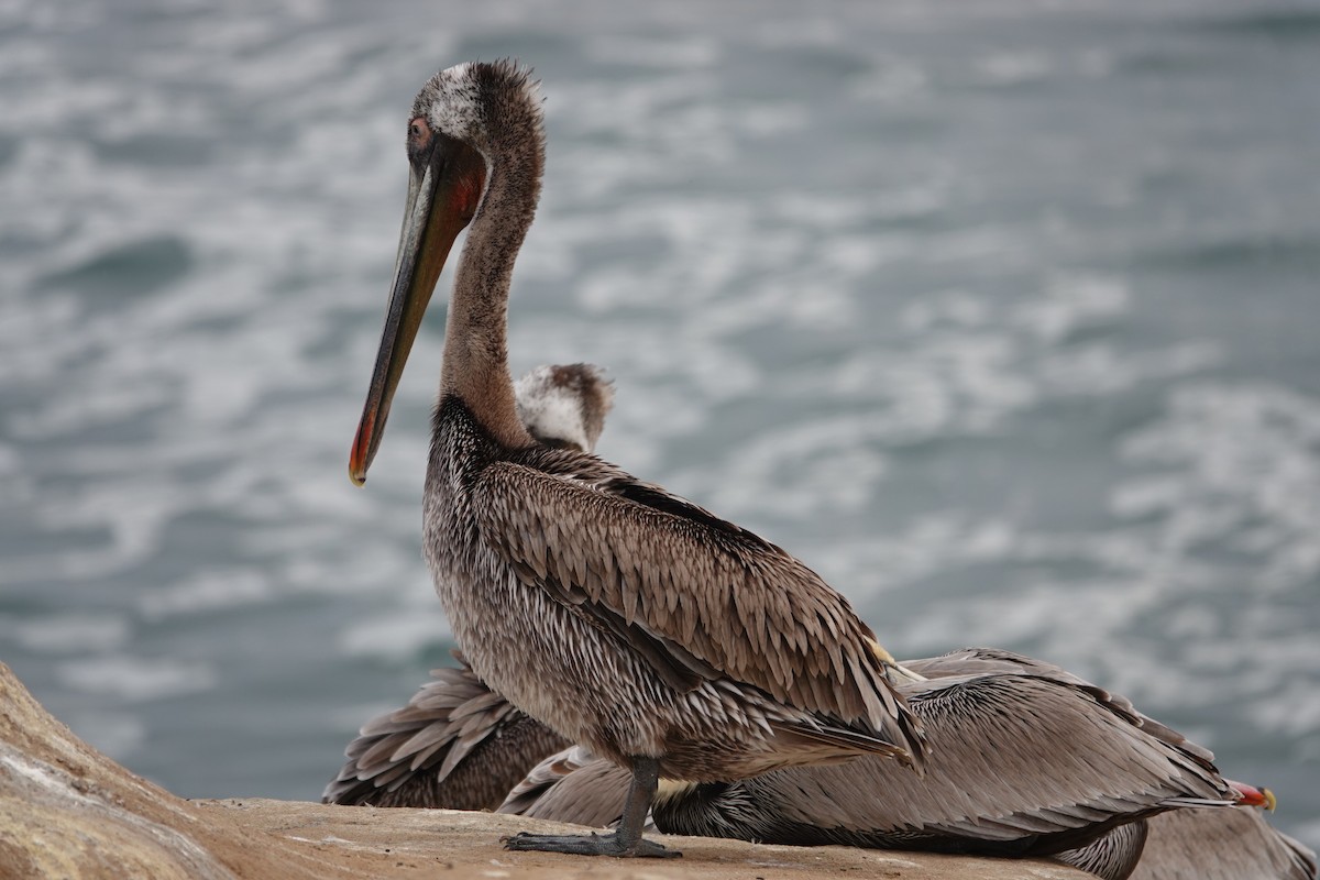 Brown Pelican - Jeannette Bourgoin
