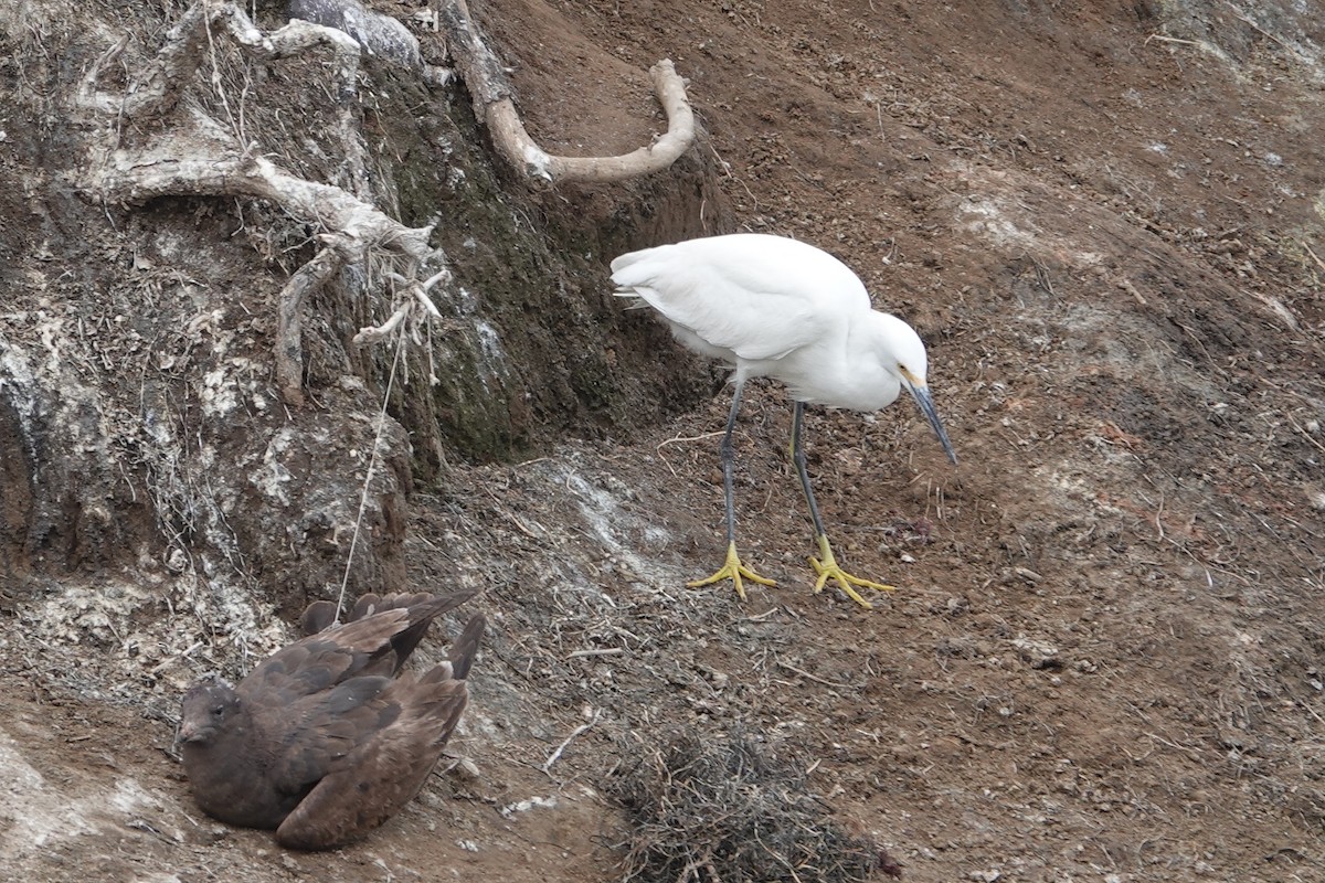 Snowy Egret - Jeannette Bourgoin