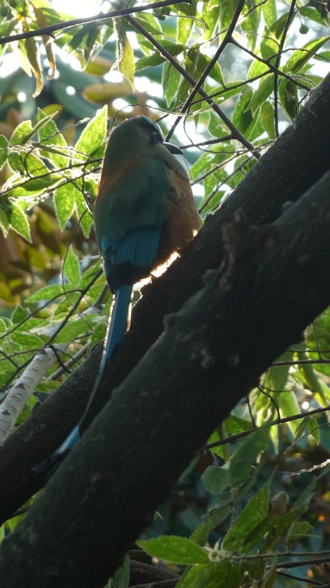 Turquoise-browed Motmot - ML615489299