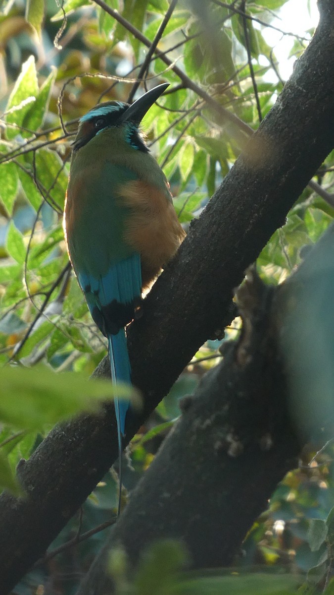 Turquoise-browed Motmot - ML615489302