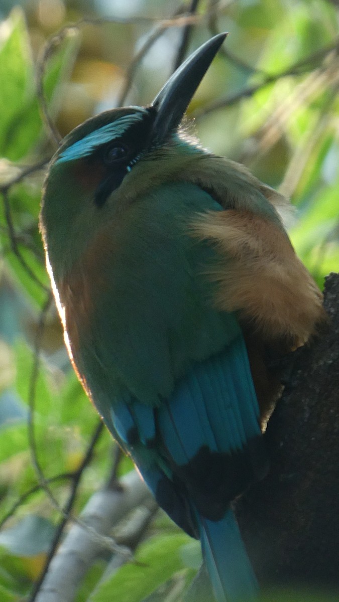 Turquoise-browed Motmot - ML615489303