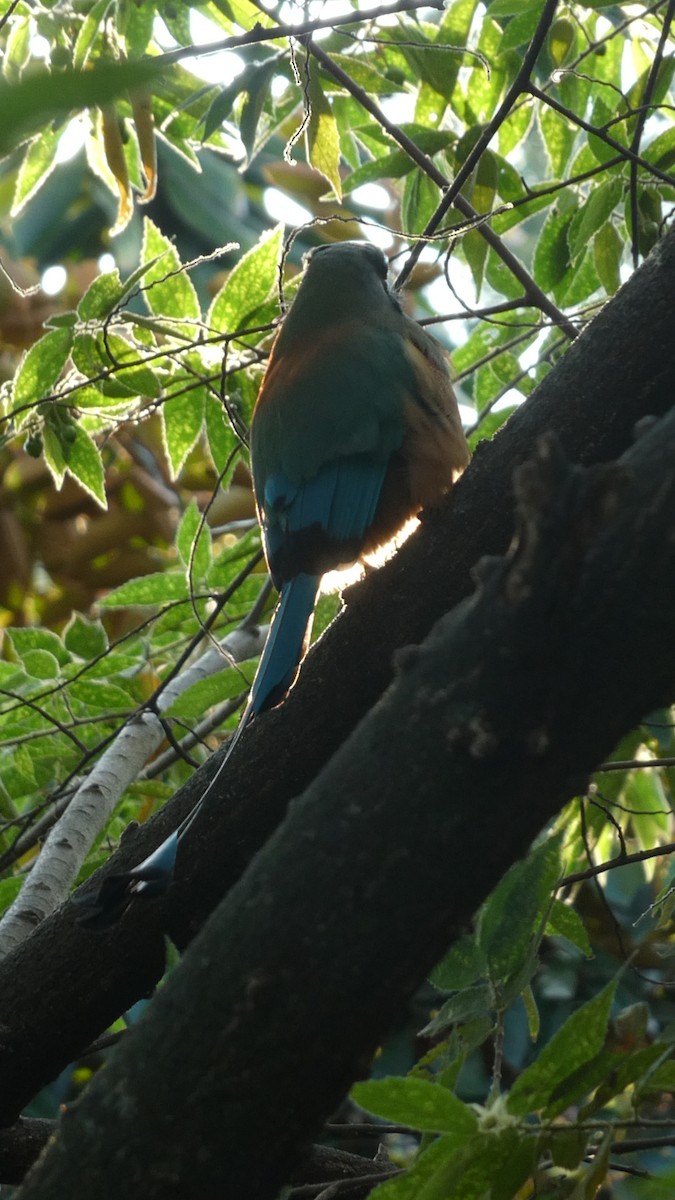 Turquoise-browed Motmot - ML615489304