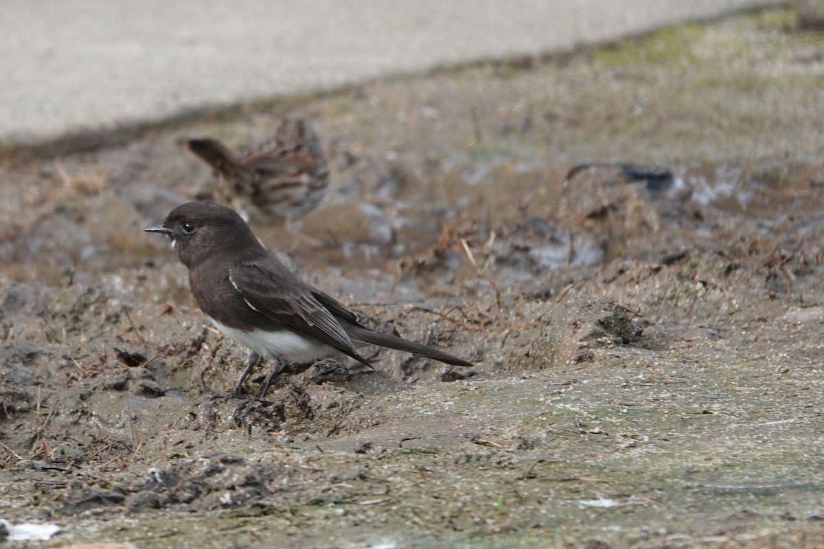 Black Phoebe - Jeannette Bourgoin