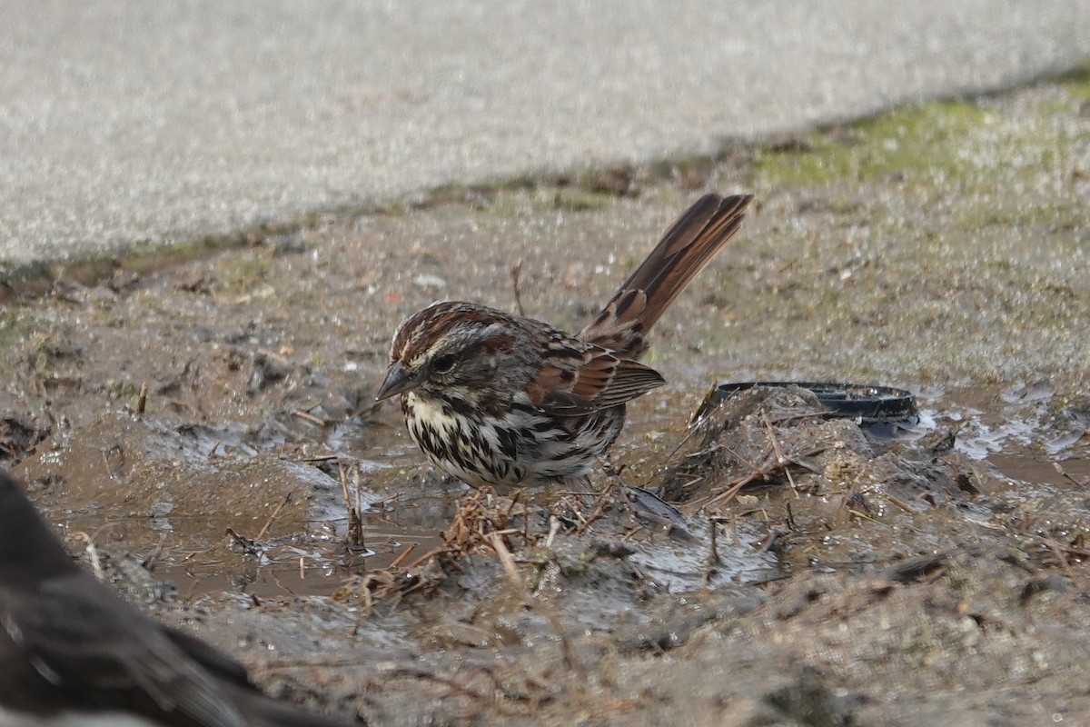 Song Sparrow - Jeannette Bourgoin