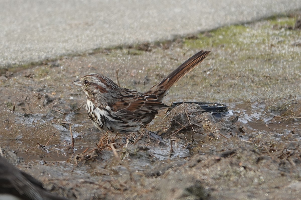 Song Sparrow - Jeannette Bourgoin