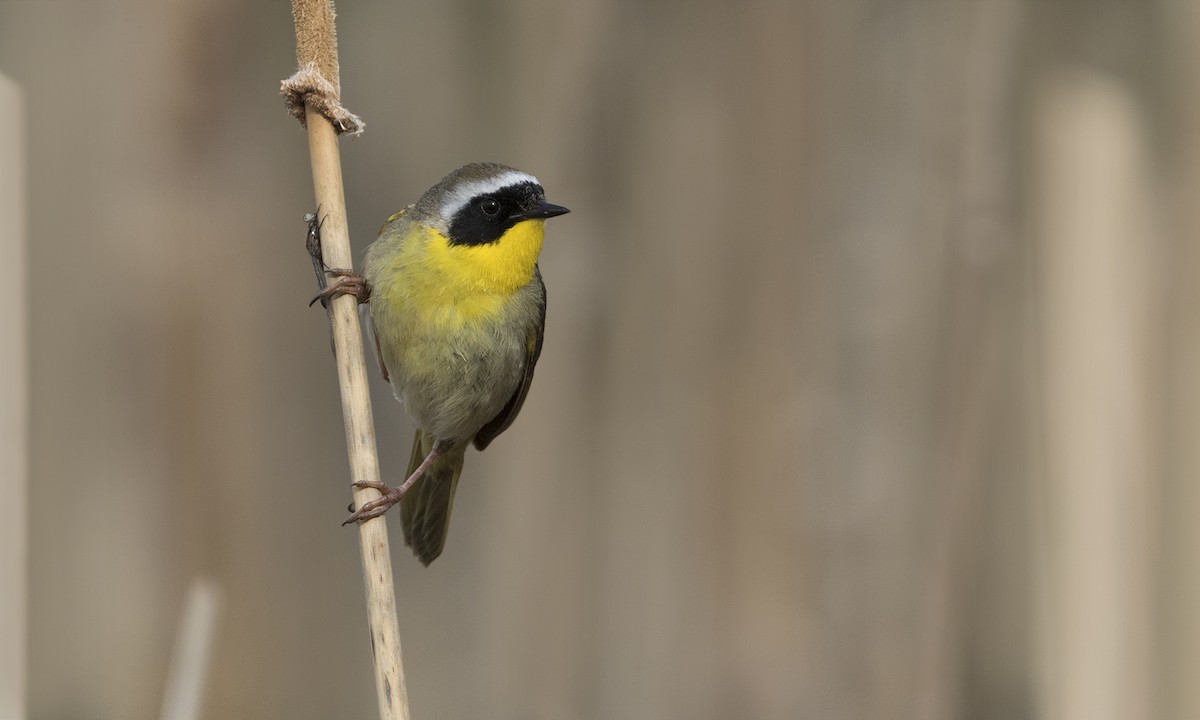 Common Yellowthroat - ML615489328