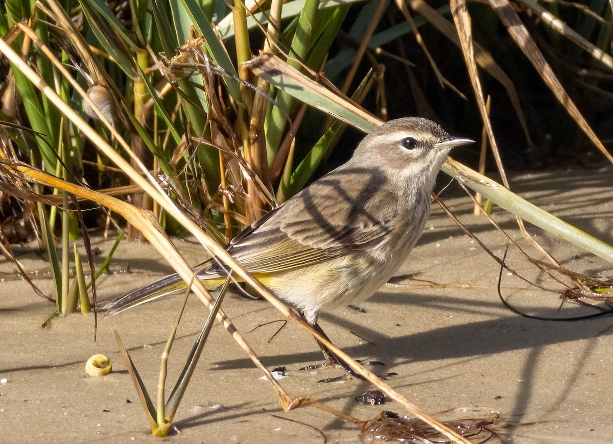 Palm Warbler - ML615489419