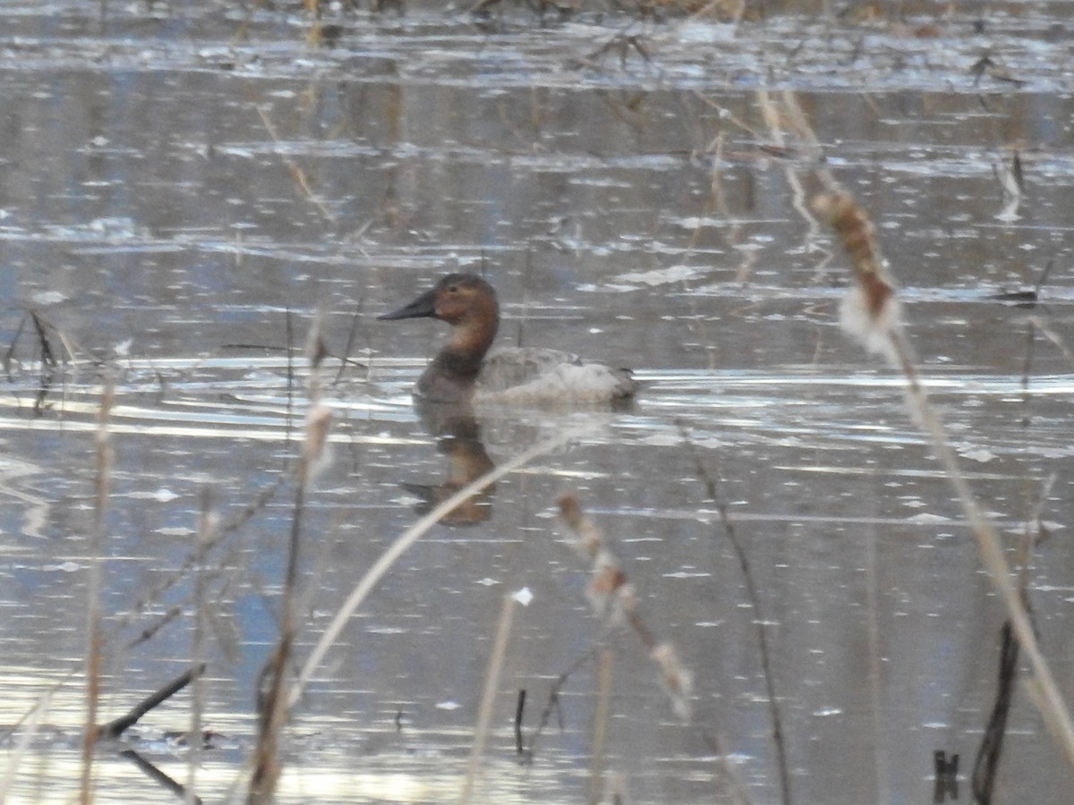 Canvasback - ML615489491