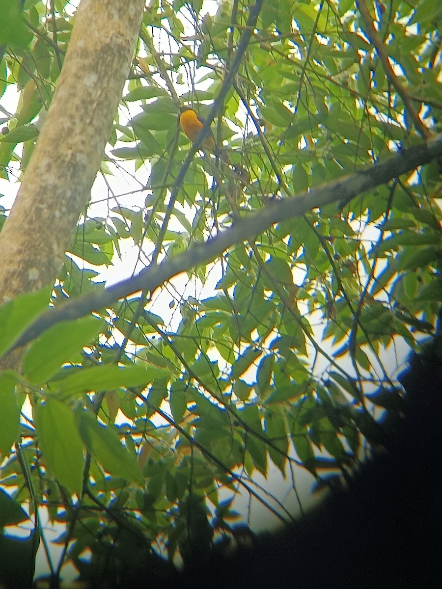 Orange-crowned Euphonia - ML615489512