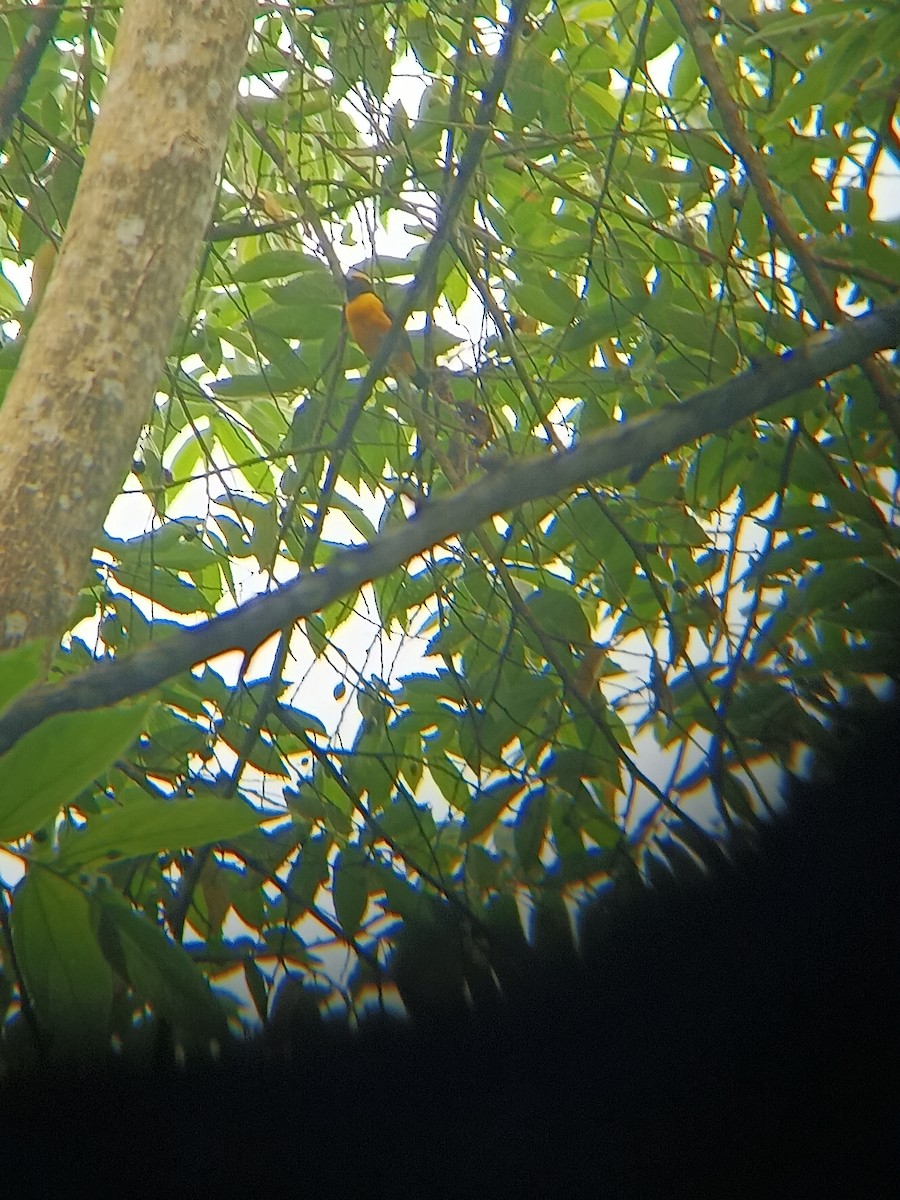 Orange-crowned Euphonia - ML615489513