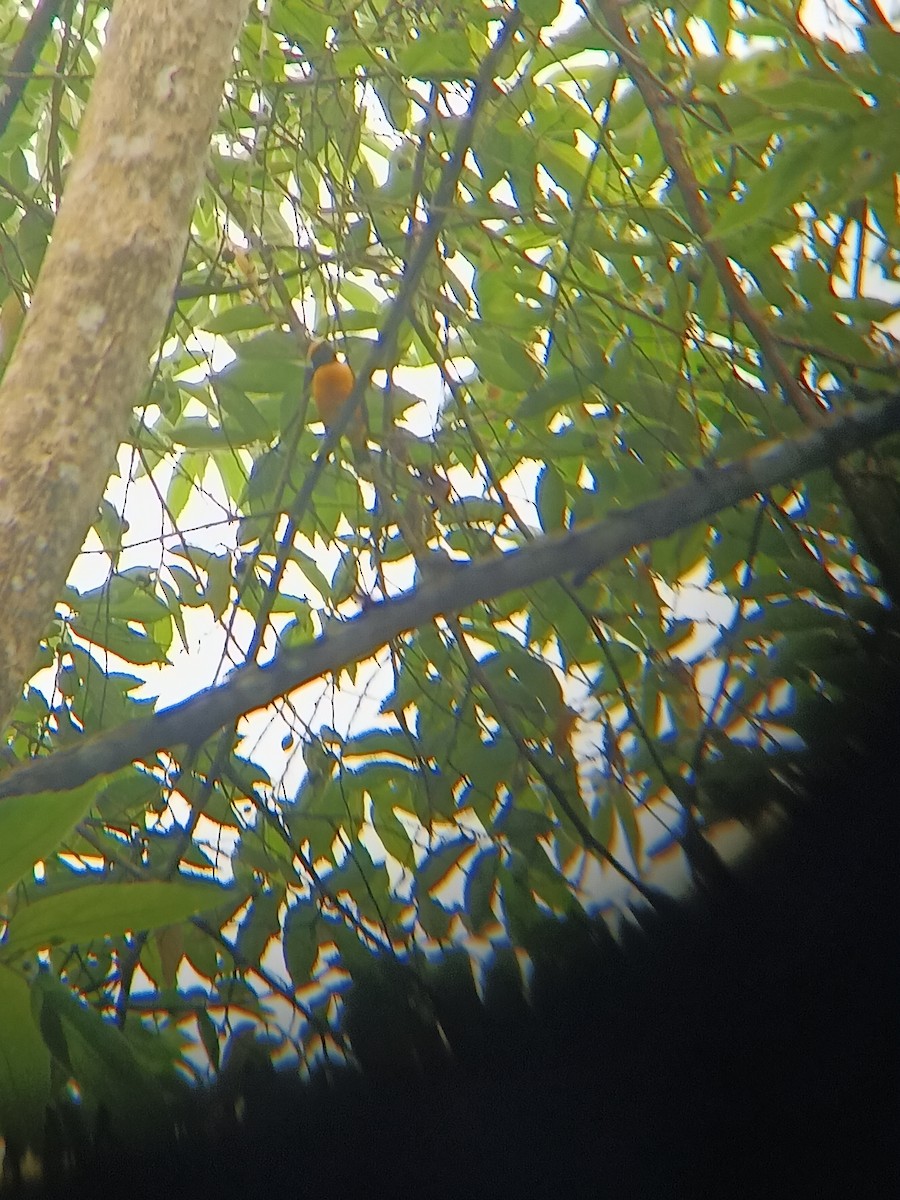 Orange-crowned Euphonia - ML615489515