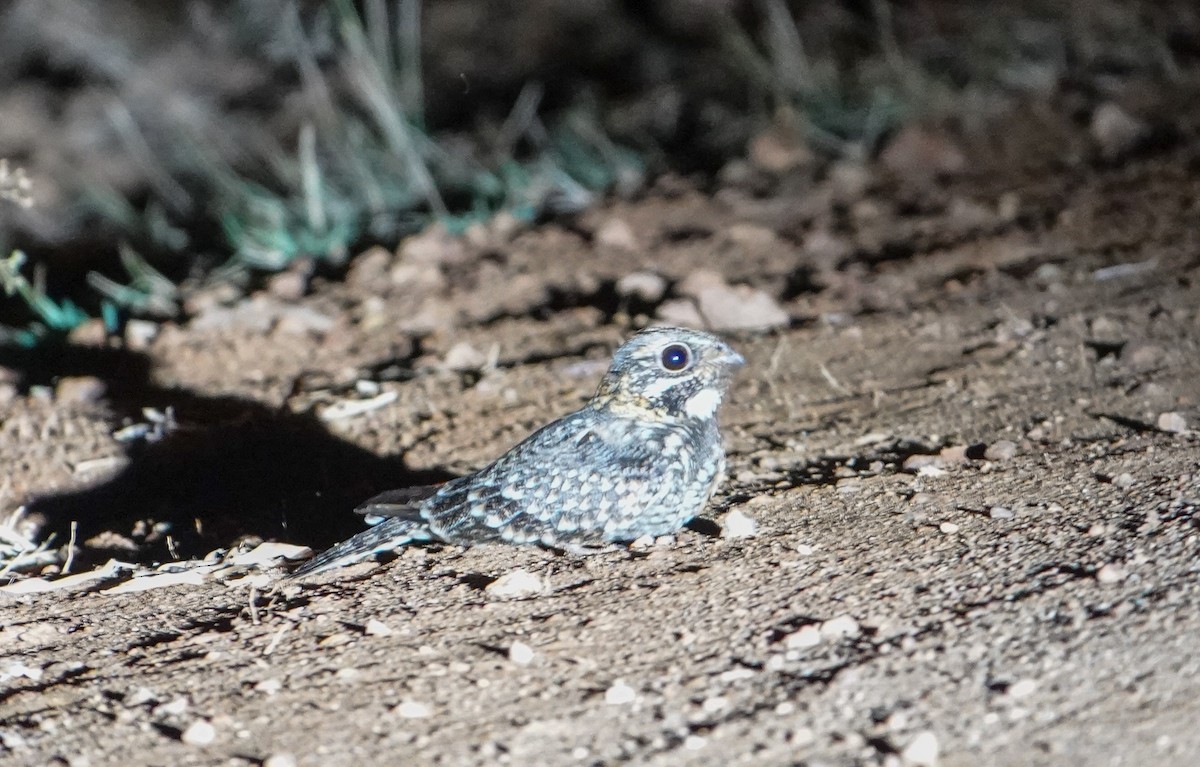 Sombre Nightjar - Rosemary Lloyd