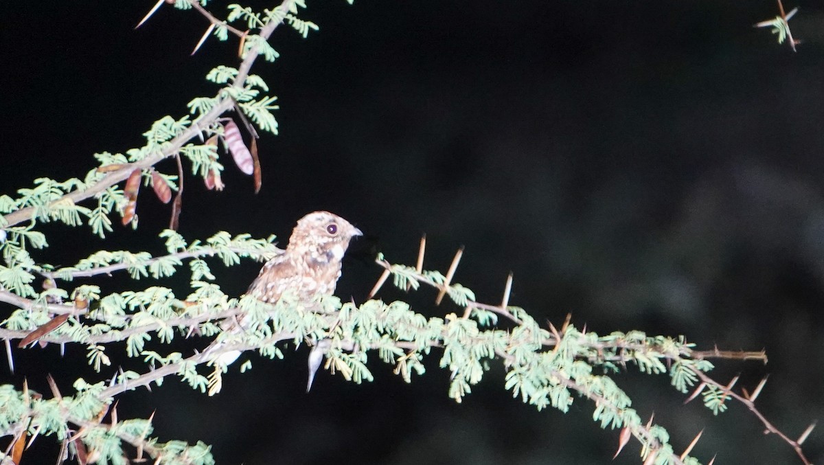 Donaldson Smith's Nightjar - Rosemary Lloyd