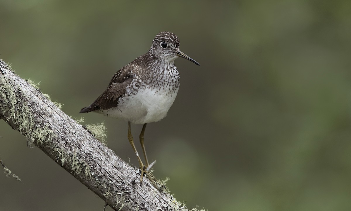 Solitary Sandpiper - ML615489608