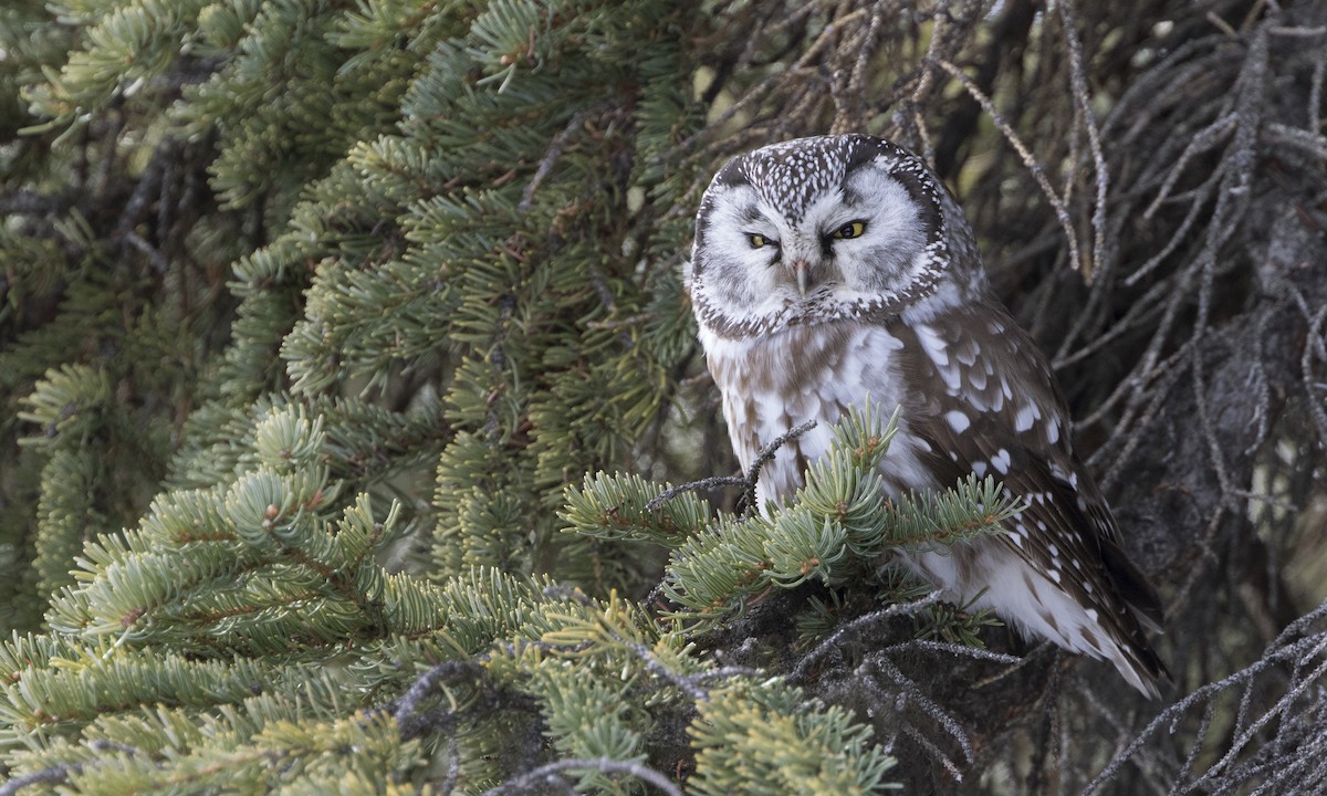 Boreal Owl - ML615489649