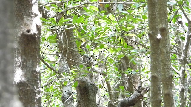 Mangrove Fantail - ML615489775