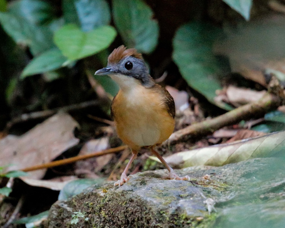 Short-tailed Babbler - Neoh Hor Kee