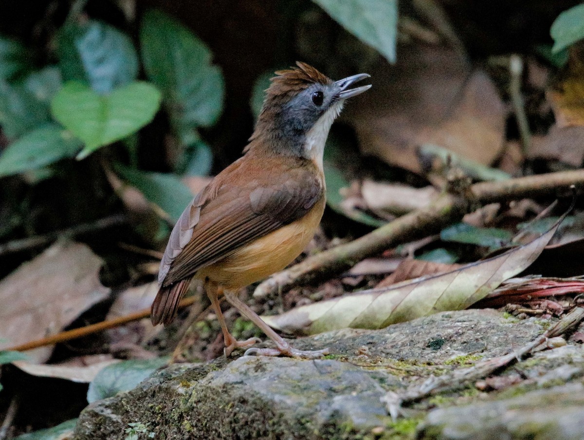 Short-tailed Babbler - Neoh Hor Kee