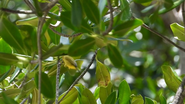 Zostérops à ventre jaune - ML615489804