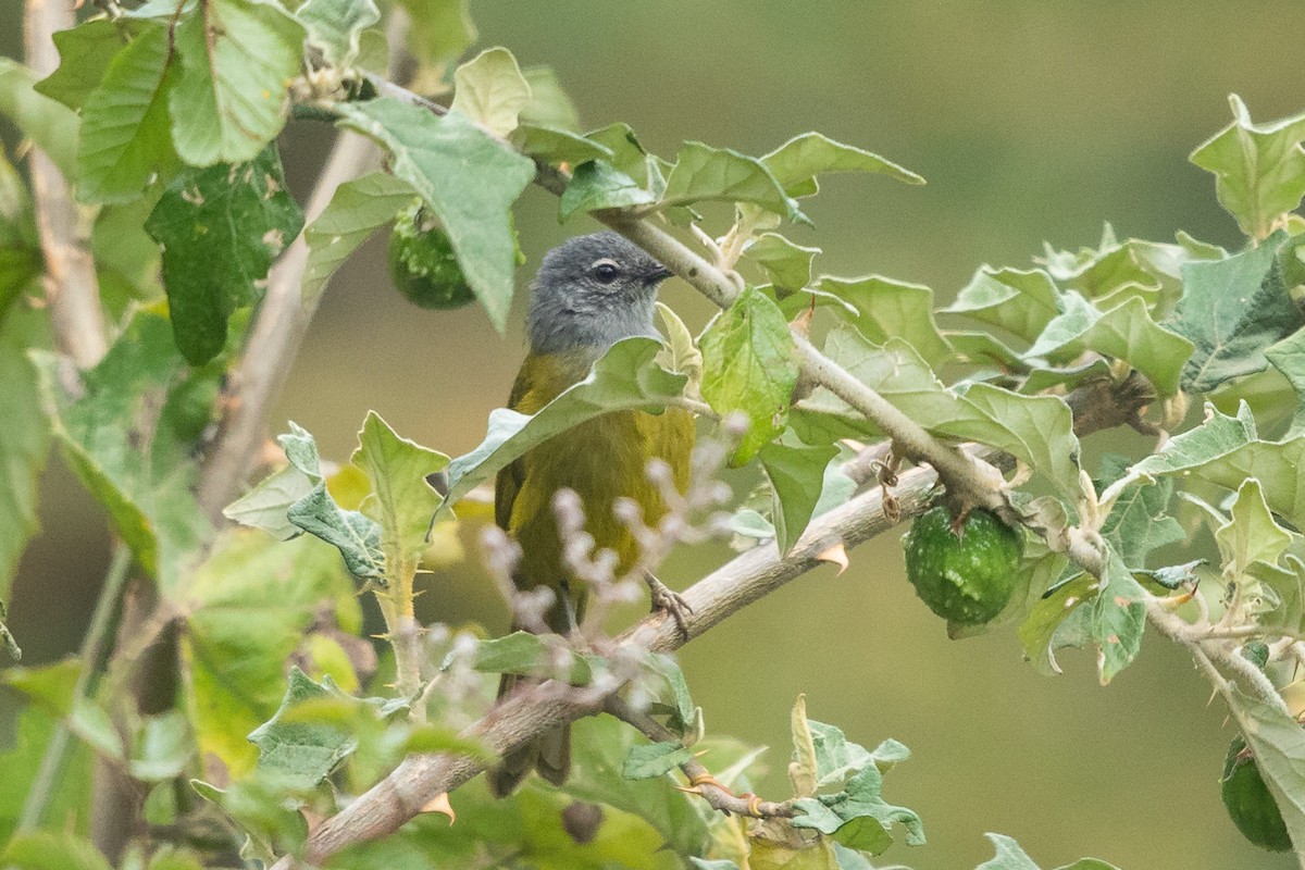 クロガシラアオヒヨ（kikuyuensis） - ML615489829