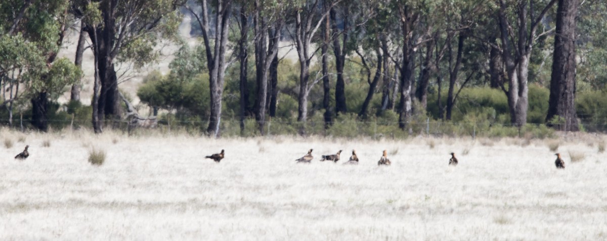 Wedge-tailed Eagle - ML615489835