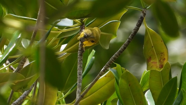 Zostérops à ventre jaune - ML615489874