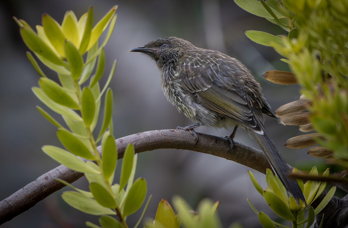 Little Wattlebird - ML615489875