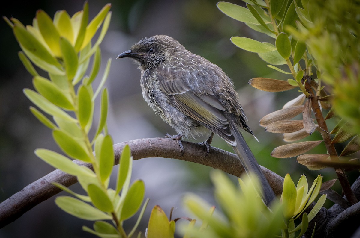 Little Wattlebird - ML615489876