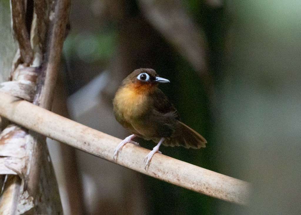 Rufous-throated Antbird - Alan Wight