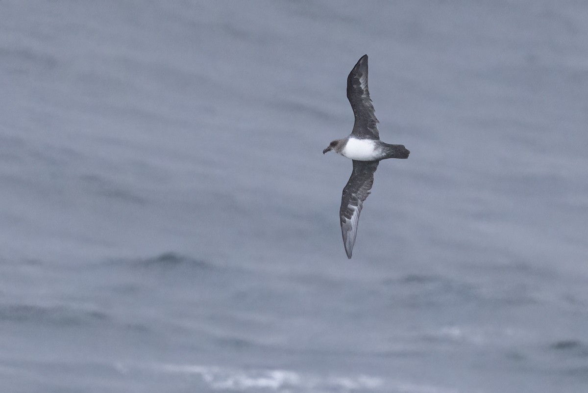 Atlantic Petrel - ML615489934