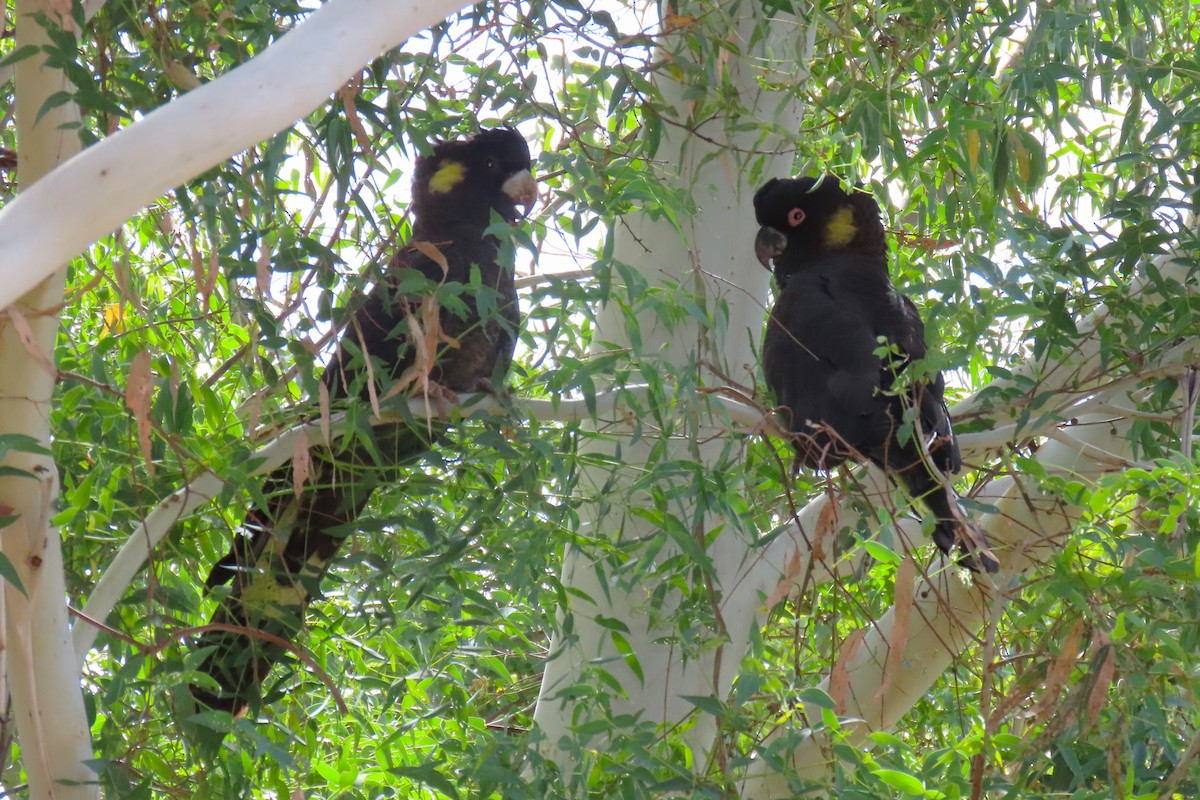 Yellow-tailed Black-Cockatoo - ML615489964