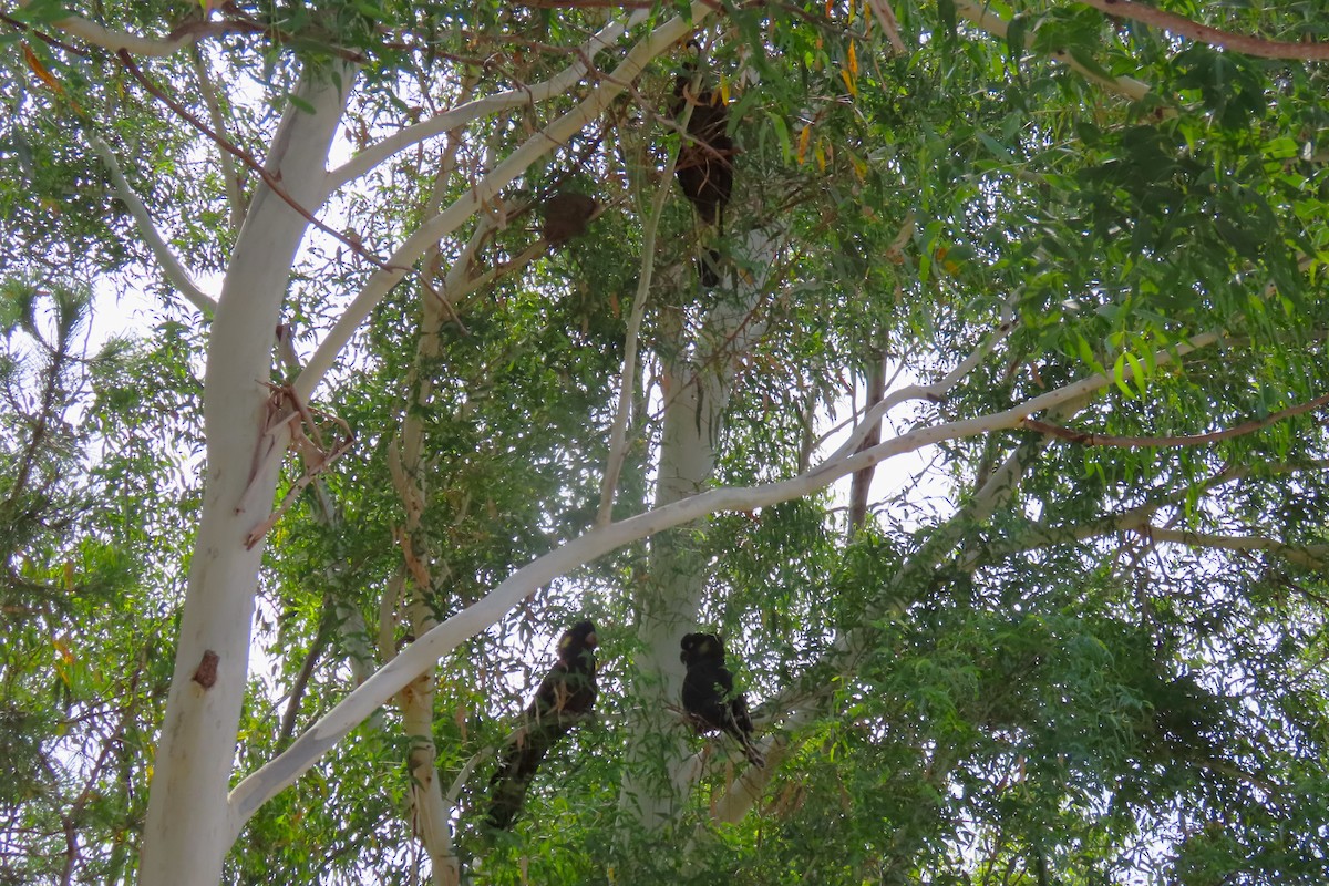 Cacatúa Fúnebre Coliamarilla - ML615489968