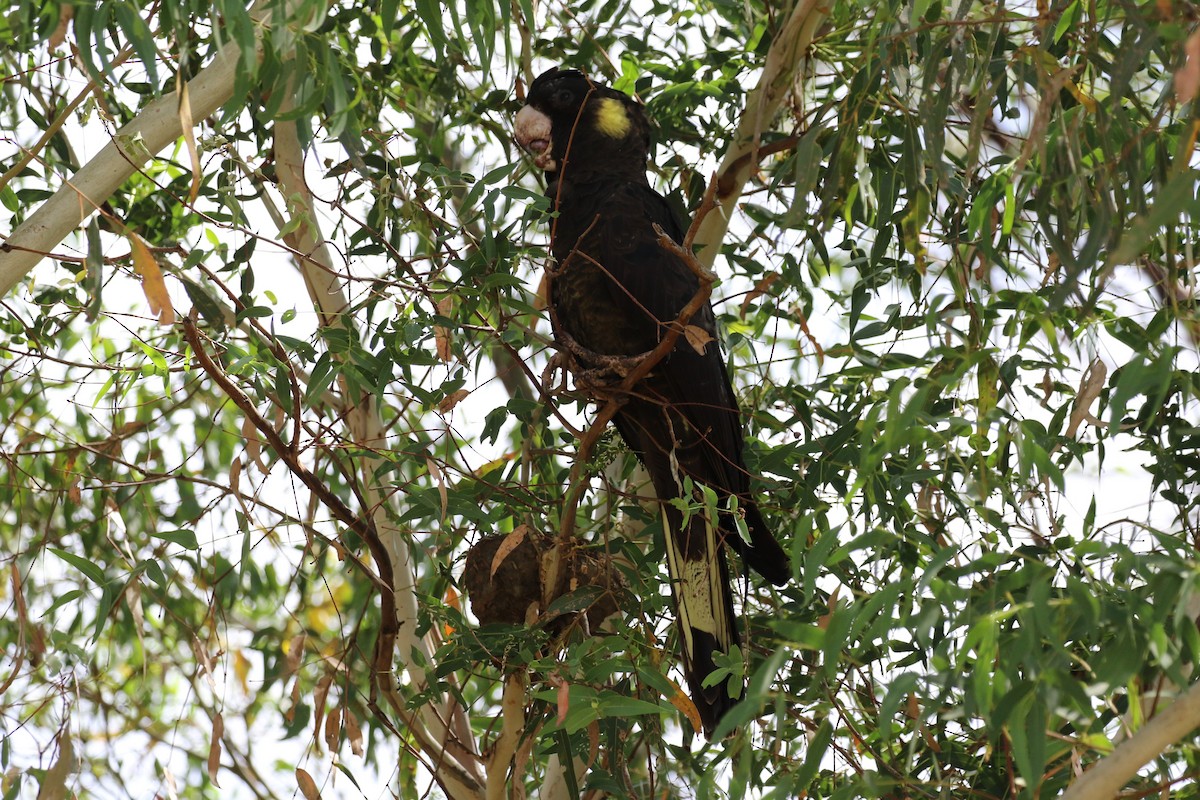 Yellow-tailed Black-Cockatoo - ML615489972