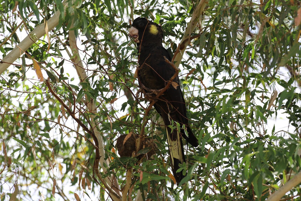 Cacatúa Fúnebre Coliamarilla - ML615489972