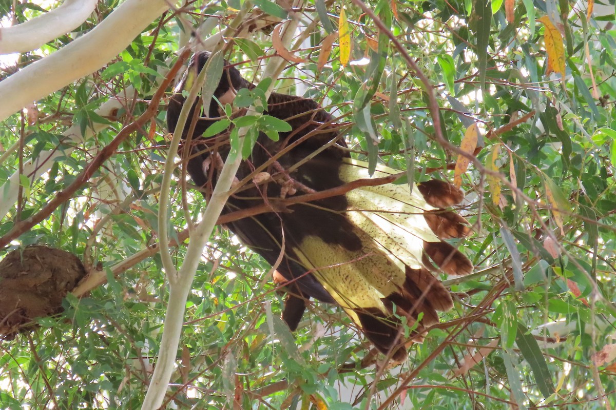Yellow-tailed Black-Cockatoo - ML615489974